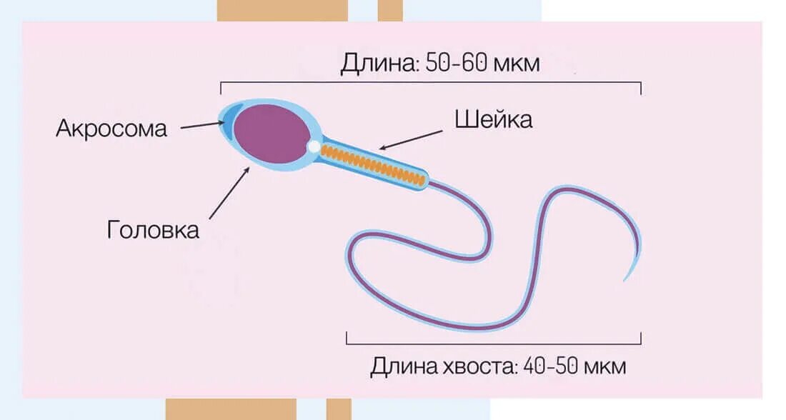 Что такое семенная жидкость у женщины. Спермий. антигены сперматозоидов и семенной плазмы. где находится семенная жидкость. спермии урология постер.