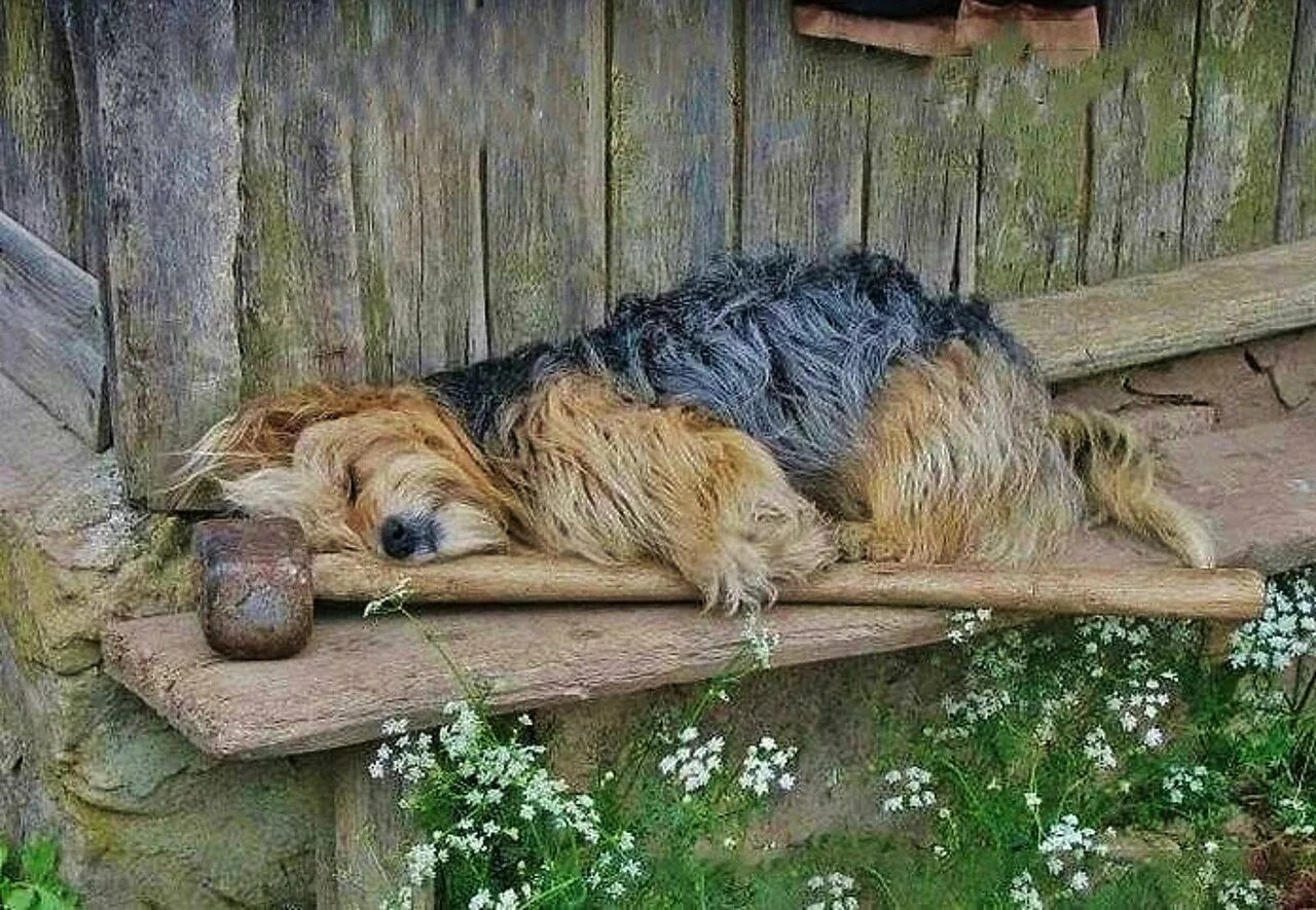 Он тоже устал