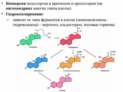 Прогестерон холестерин