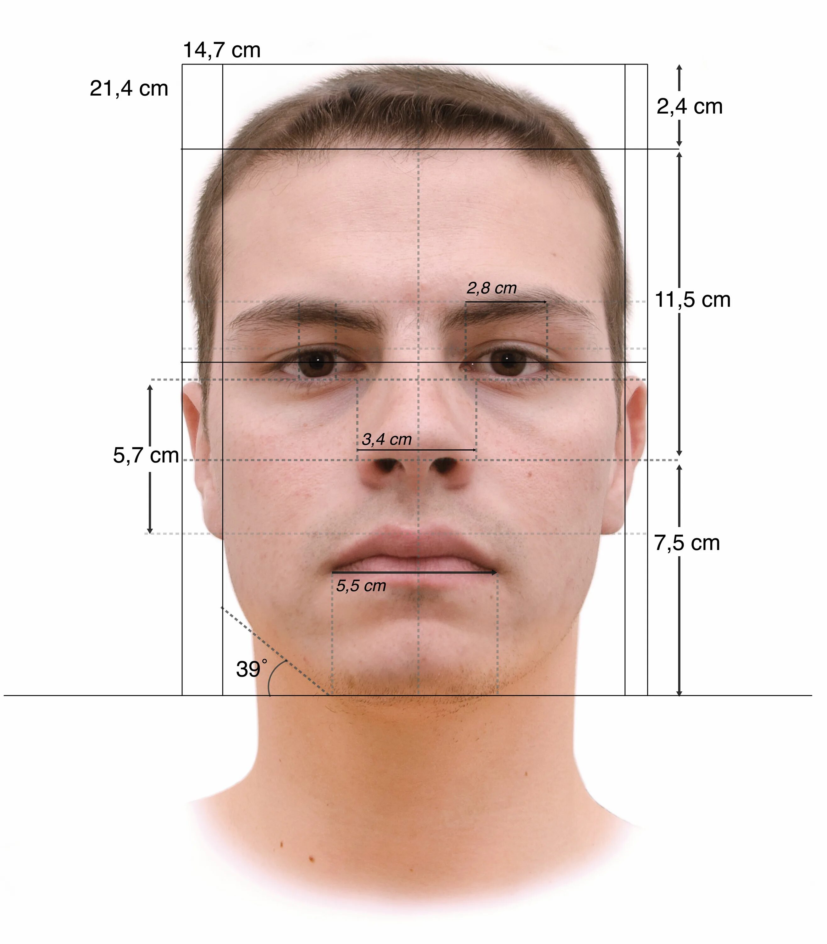 Размеры среднестатистического мужчины. Лицо человека. Размер лица. Размер человеческого лица. Черты лица человека.