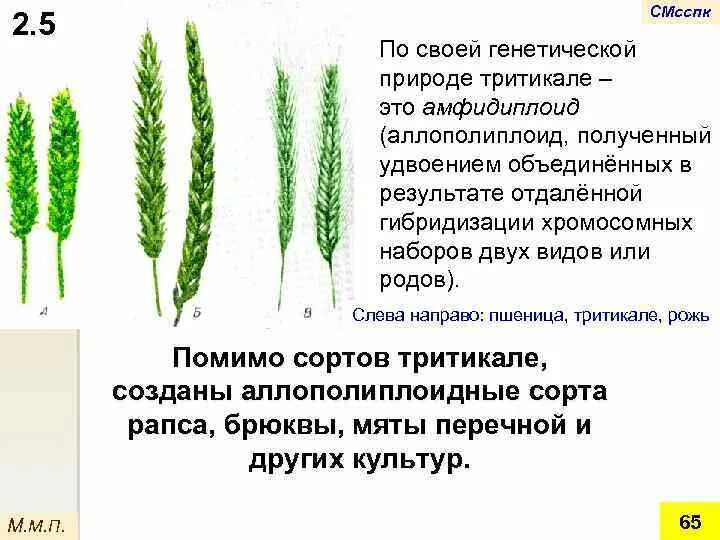 Тритикале полиплоидный гибрид. Межвидовые гибриды тритикале. Карпеченко аллополиплоидия. Схема получения тритикале.