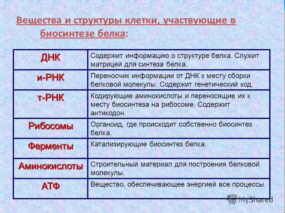 Роль транскрипция. Структуры и вещества необходимые для синтеза белка. структуры клетки участвующие в биосинтезе белка. роль биосинтеза белка. участвует в синтезе белка.