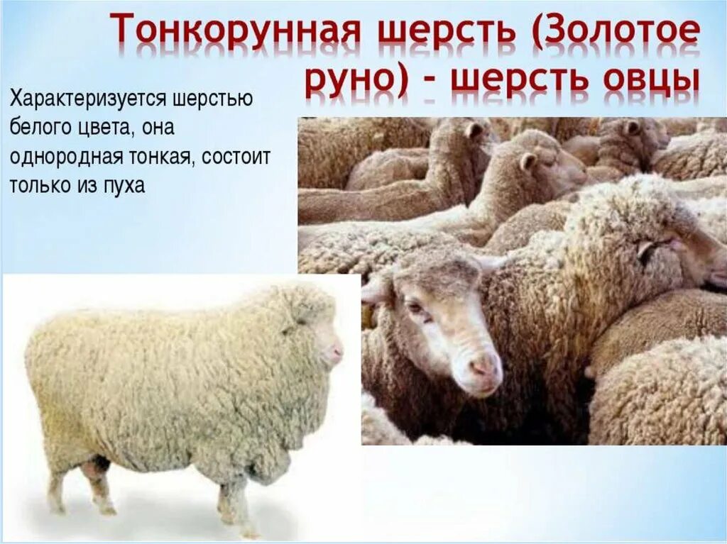 Породы овец тонкорунные полутонкорунные полугрубошерстные таблица. Тонкорунная шерсть. Шерсть овцы. Руно шерсть овцы. Цвет шерсти овец