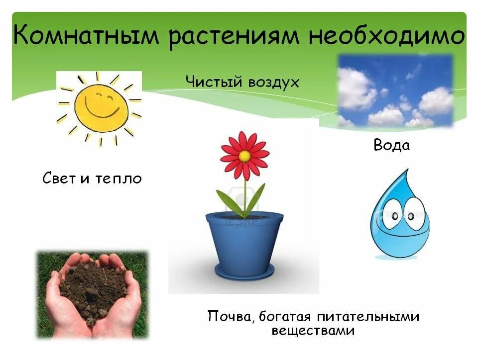 Комнатным растениям необходимо. Что нужно растениям. Комнатные растения для дошкольников. Растения для дошкольников.