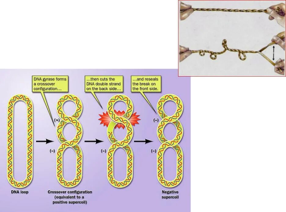 Спирализация молекулы. Суперспирализация ДНК. Суперспирализация ДНК биохимия. Суперспираль ДНК. Сверхспирализация ДНК.