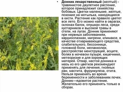 Донник желтый применение