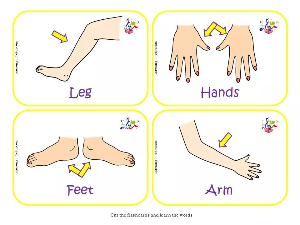 Части тела feet. Leg foot разница в английском. Leg части тела. Карточки с изображением рук.