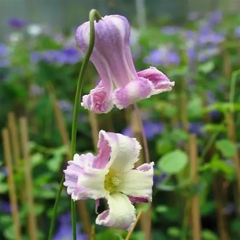 Clematis crispa 'Angel' - Clematis Herian