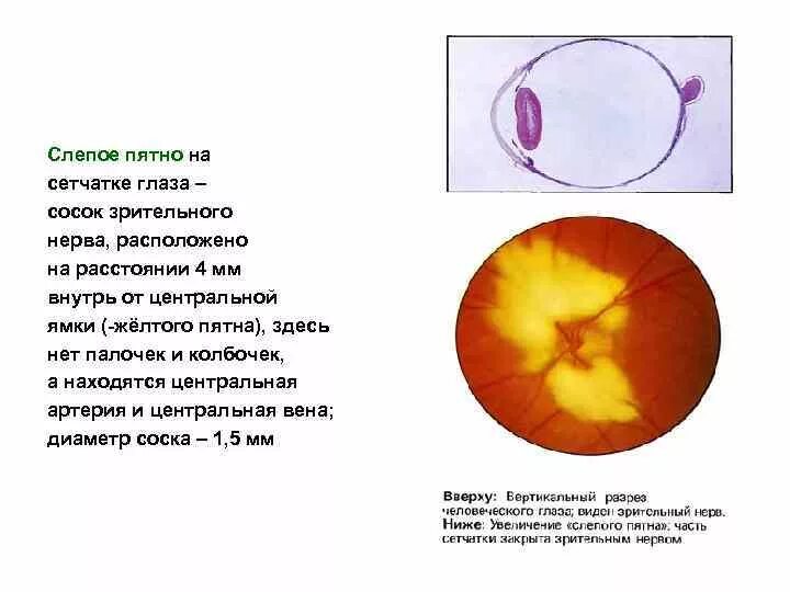 Желтое пятно это. Строение сетчатки слепое пятно. Слепое пятно строение и функции. Функции слепого пятна сетчатки глаза. Слепое пятно строение.