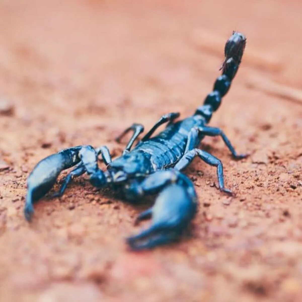 Scorpion white. Скорпион. Голубой Скорпион. Красивый Скорпион. Белый Скорпион.
