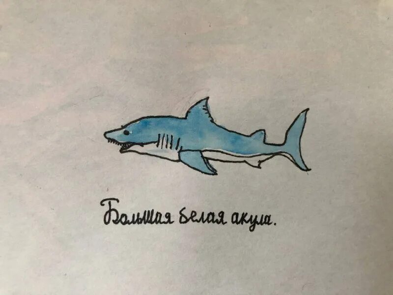 позывной акула телеграмм