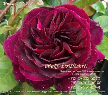 Master rose