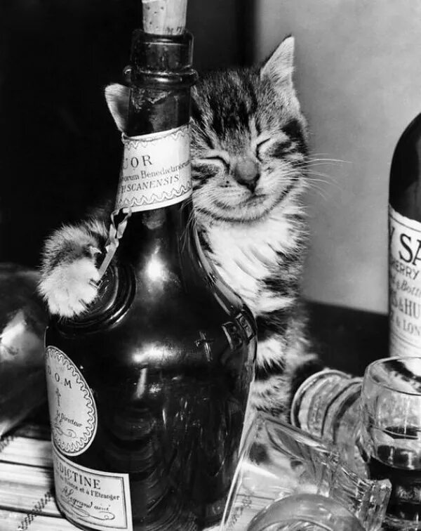 Кот с шампанским. Кот с бутылкой. Котики и алкоголь. Кот с коньяком. Кот с бутылкой вина