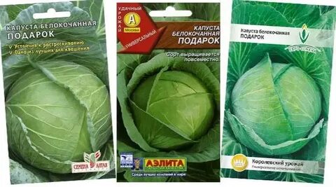 Капуста подарок какой сорт