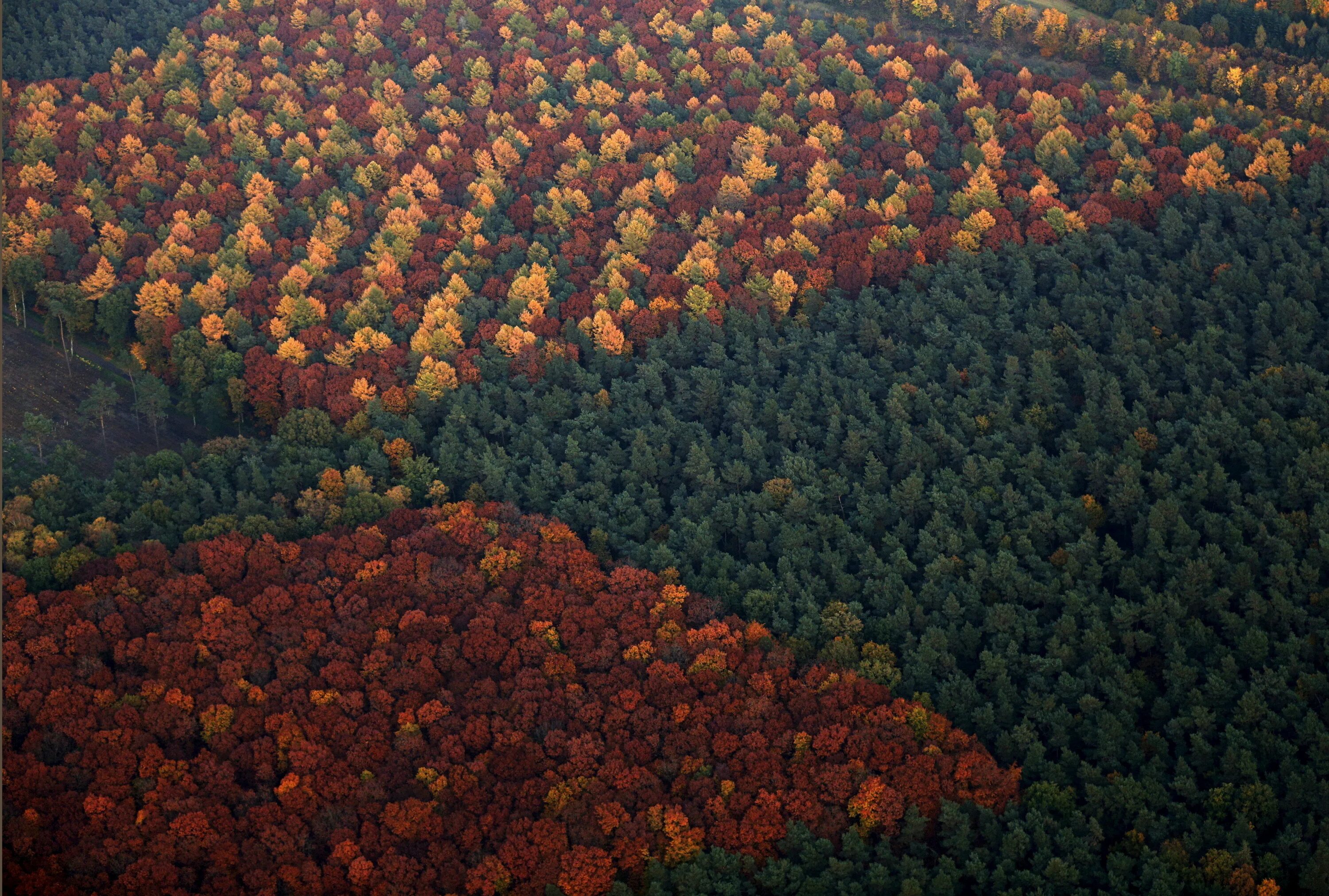 Самая лесная страна в мире. Сосновый Бор в Московской области с высоты птичьего полета. Лес сверху. Лес вид сверху. Осенний лес вид сверху.