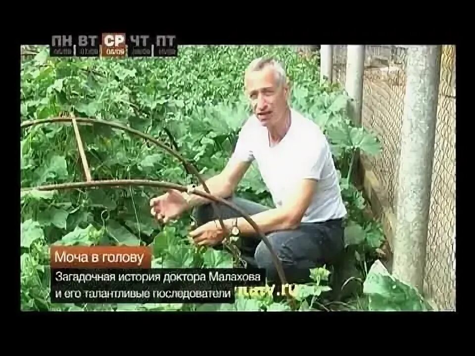 Геннадий малахов огурец. Не отрывая от ботвы огурец. Доктор попов мем. Доктор попов сила земли мем. Доктор попов огурец.