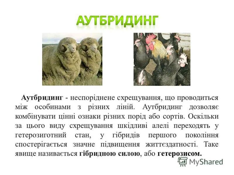 аутбридинг в селекции. аутбридинг в селекции растений. гибридизация аутбридинг. аутбридинг. аутбридинг.