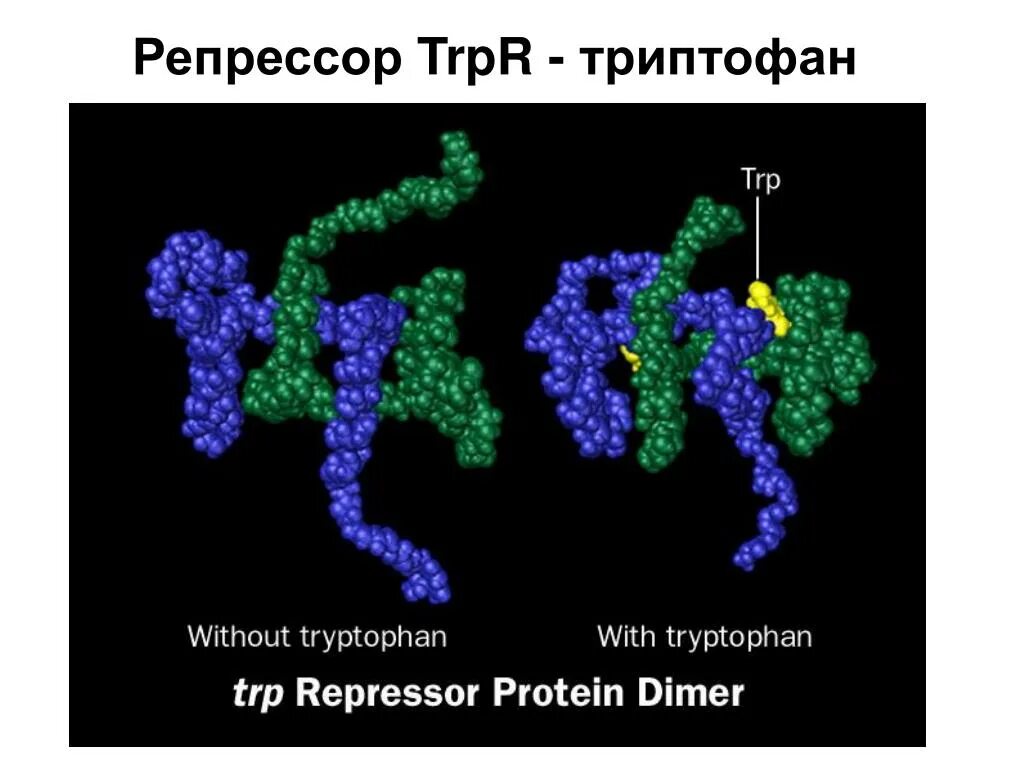 Активатор ген это. Место связывания репрессора. Репрессор днк. Репрессор это в биологии. Структура оперона схема.