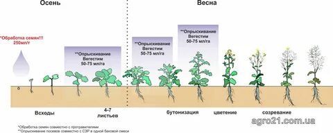 Бутонизация