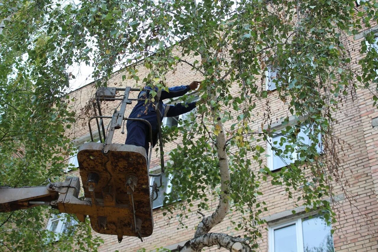 Деревья во дворе. Спилить дерево во дворе. Деревья во дворе многоквартирного дома. Старое дерево во дворе. Спил деревьев на придомовой территории