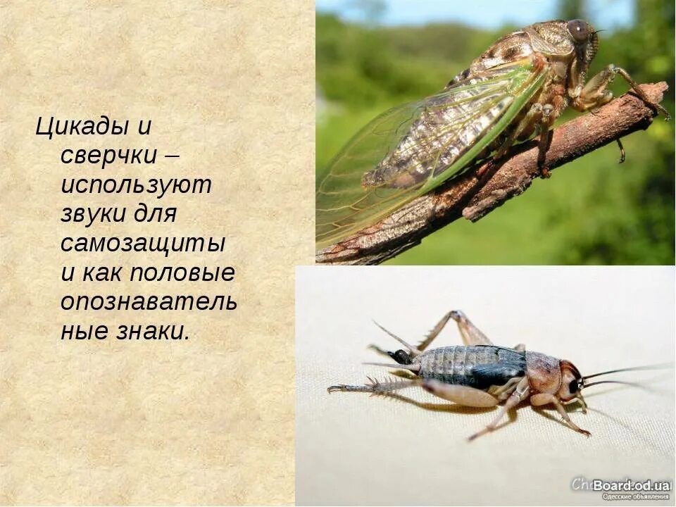 Кузнечик цикада саранча. Кузнечик сверчок цикада саранча. Кузнечик мормон. Кобылка крестовая. Отряд прямокрылые саранча.