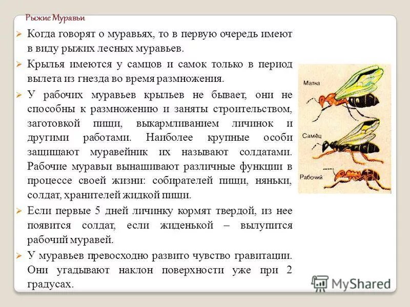 Муравьи 7 класс биология. Рыжий муравей Тип развития. Число крыльев у муравьев. Строение крыльев муравьев.