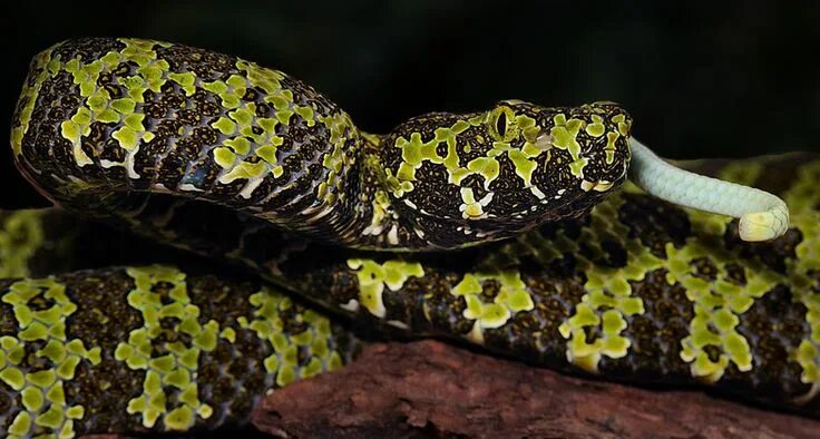 Snakes are longer. Protobothrops mangshanensis. Мангшанская куфия. Голубая куфия змея. Пурпурная куфия.