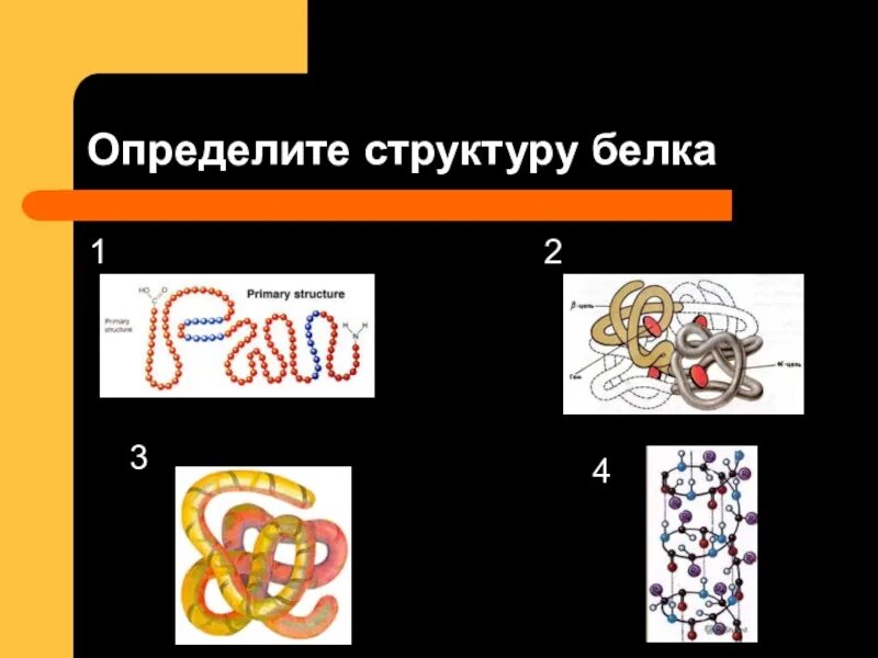 Особенности внутреннего строения белки. 1 2 3 4 Структура белка. Определи структуру белка. Белки структура белка. Белки строение.