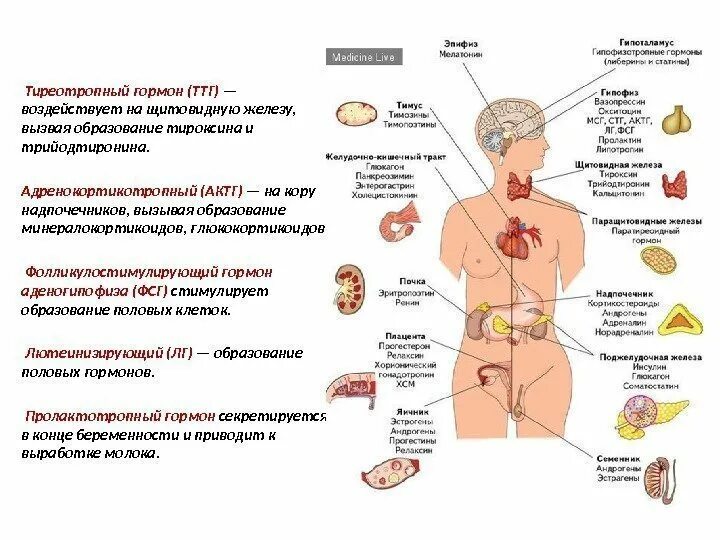 Ттг у мужчин симптомы. Эндокринная система тиреотропный гормон. ТТГ. Гормоны желёз внутренней секреции. Щитовидная железа и половые гормоны.