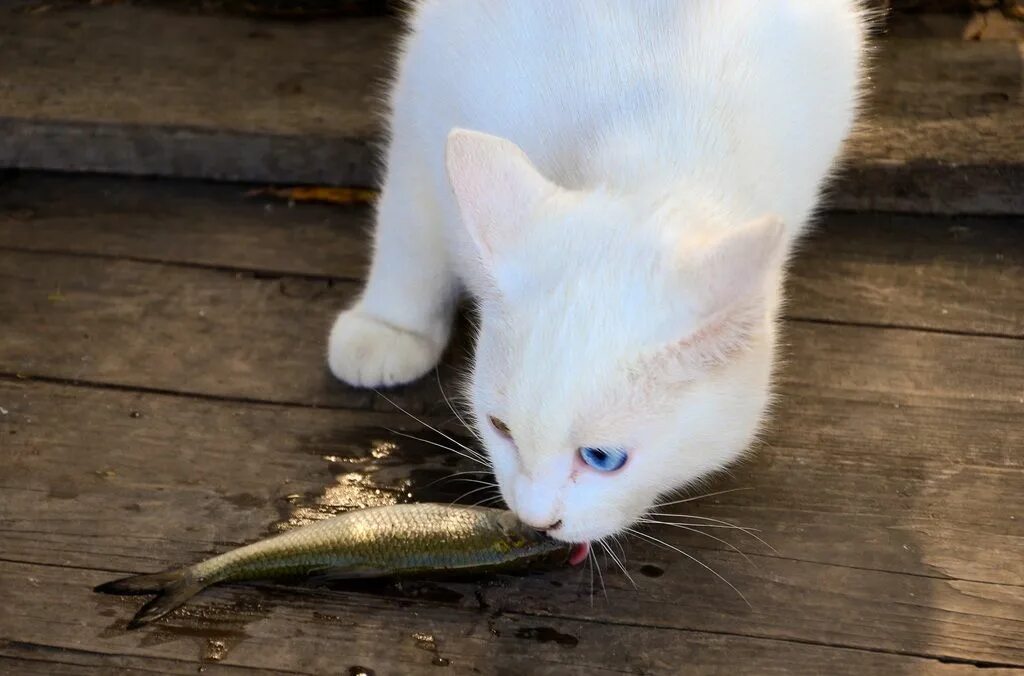 Кошкам можно соленое. Белый кот с рыбой. Котик кушать белый. Белая кошка кушает. Британский кот рыба белый.