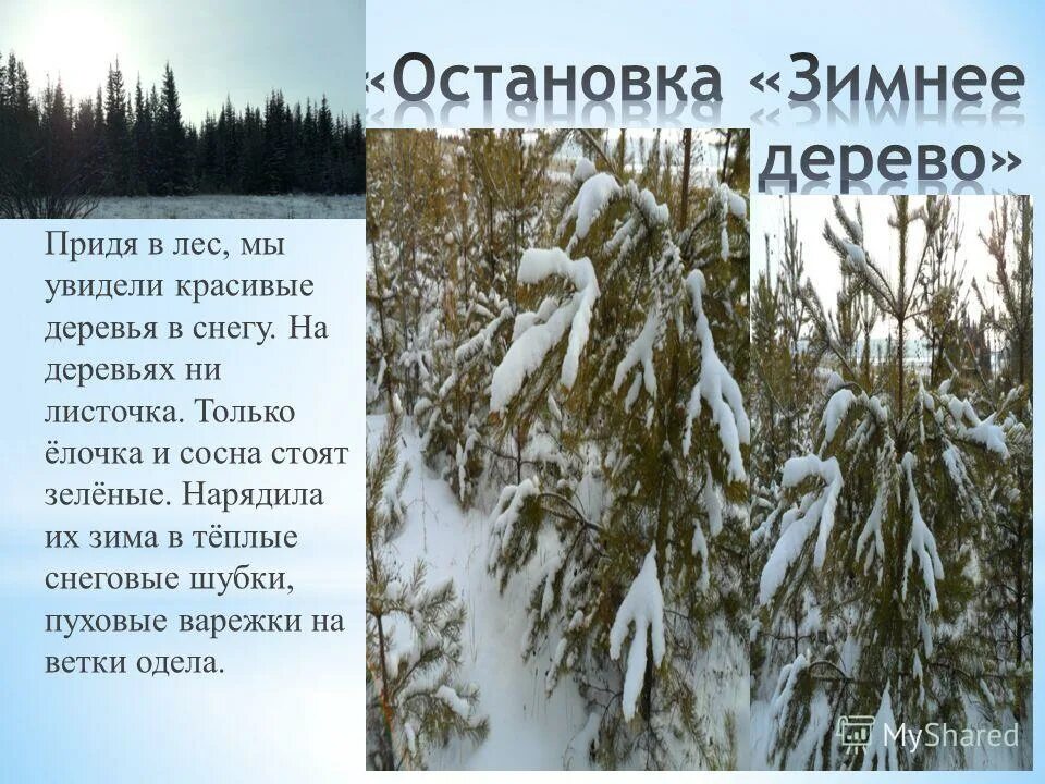 Описание зимних деревьев. Рассказ деревья зимой. Деревья зимой описание. Деревья зимой сочинение.