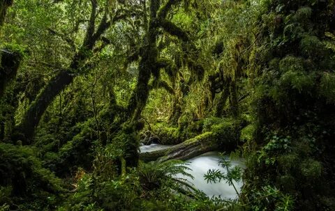 Selva Valdiviana in Chile Jungle Stream Hábitat Natural, Natural Pool, Parc...