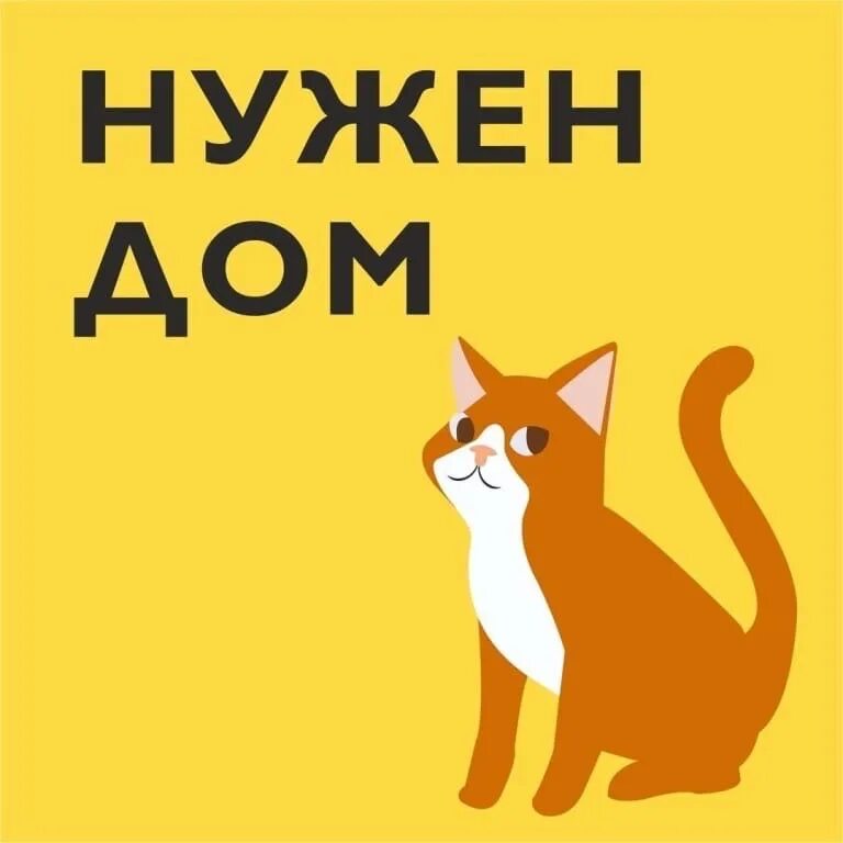 Помощь бездомным животным хочу домой