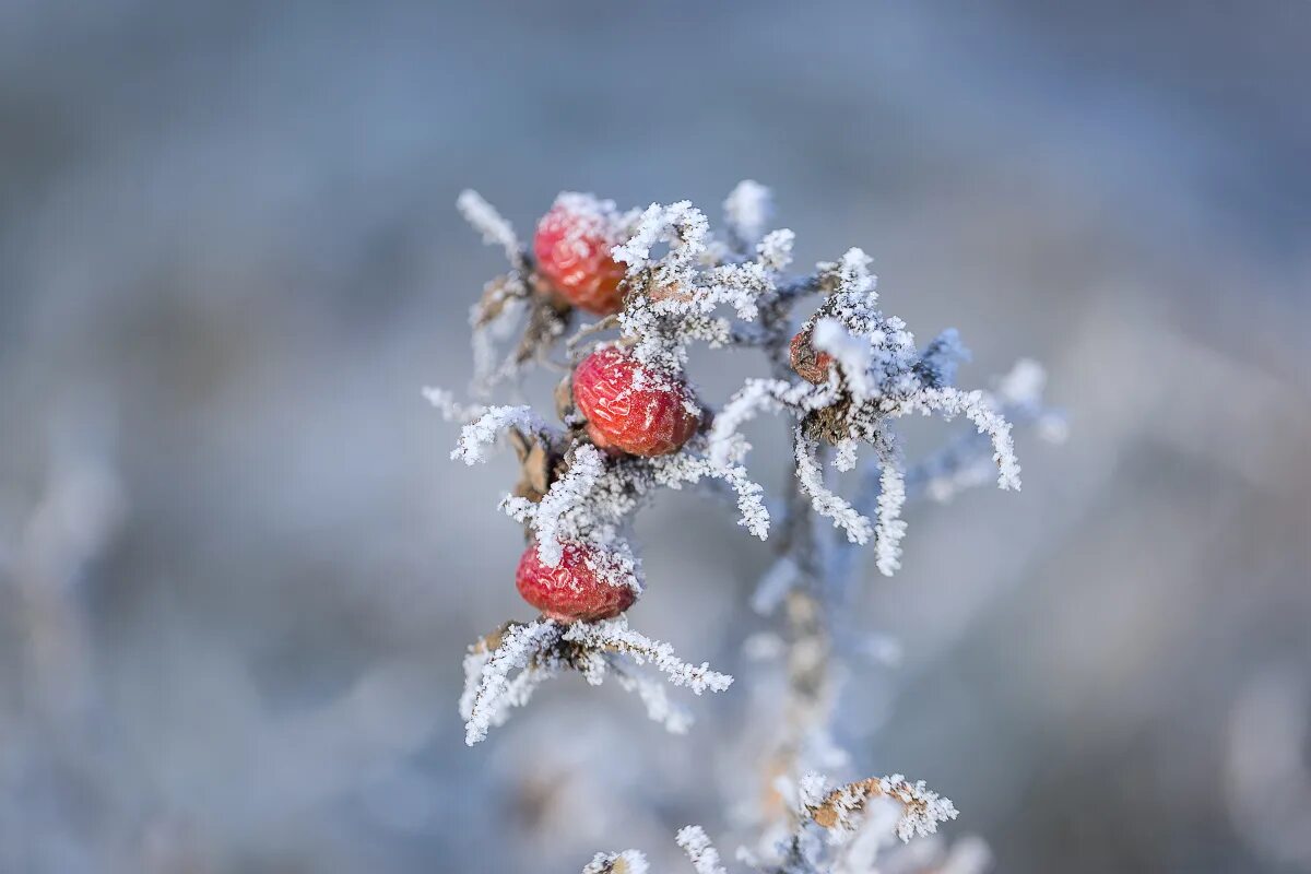 Морозные узоры на окне. Зимние узоры на окнах. Песня иней создание. Песня иней создание. Синий синий иней слова текст.