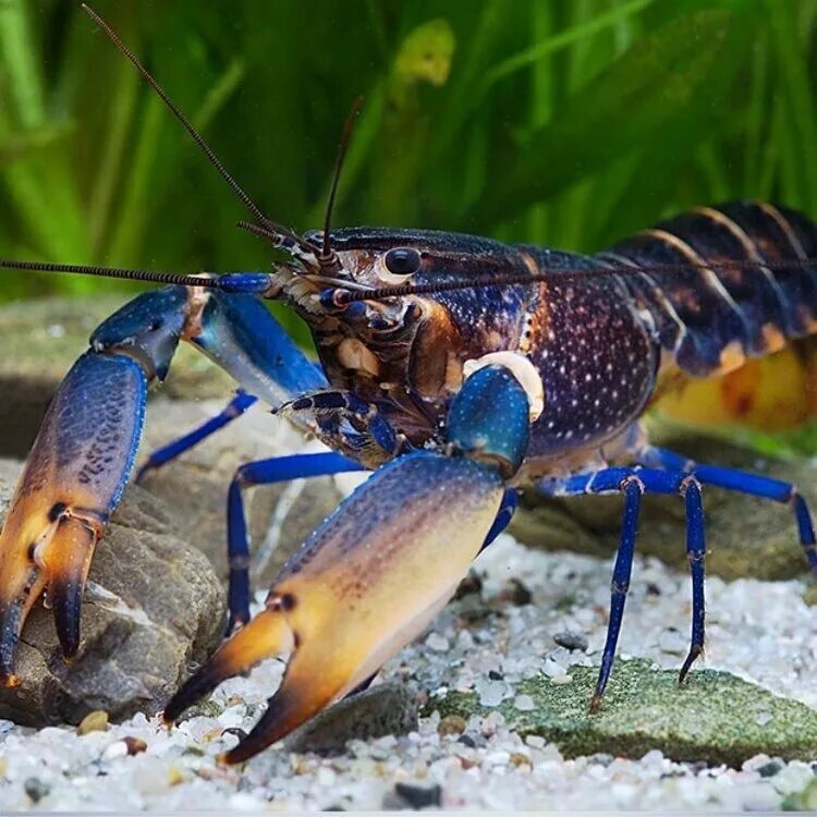 Кубинский рак. Cherax quadricarinatus. Ябби австралийский. Cherax misolicus. Рак-херакс красноклешневый.