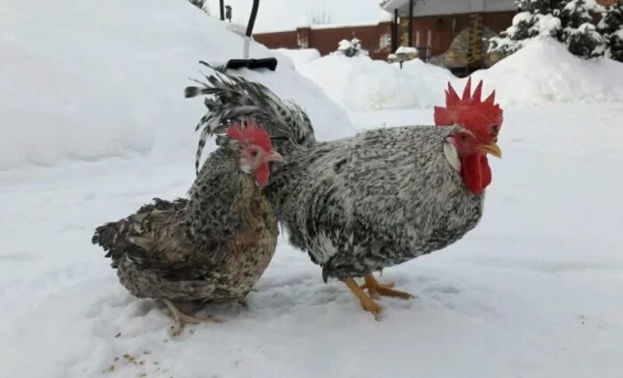 Куры барковской барвистой породы отзывы. Куры Барковская барвистая. Борковская барвистая порода. Куры Борковская барвистая. Борковская барвистая порода кур.