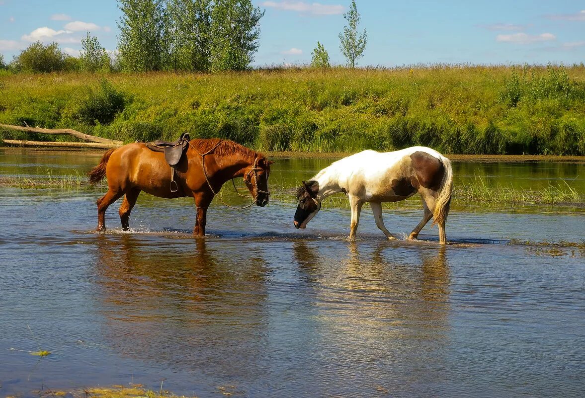 кони на водопое. кони на водопое картина феофана вакулюка. лошадей ведут на водопой. пришедших на водопой. пастбище с водопоем для лошадей.