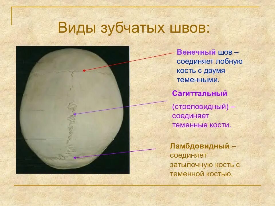 2 теменные кости. Стреловидный венечный и затылочный швы. Венечный шов соединяет кости черепа. Ламбдовидный шов соединяет кости.