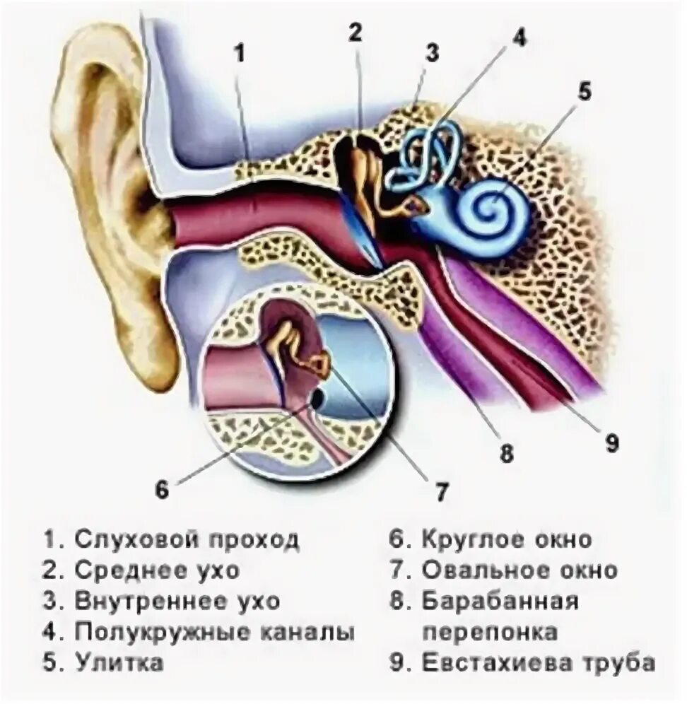 Внутреннее ухо заполнено воздухом