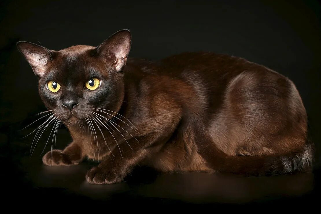Кошка коричневая короткошерстная. Бурманская порода кошек. Европейская Бурма кошка. Бурманская короткошерстная кошка. Бурманская кошка европейская шоколадная.