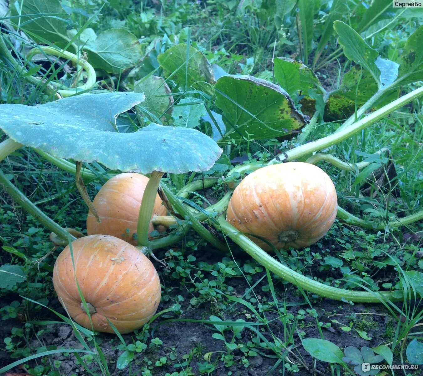 Как растет тыква поэтапно фото Сад и огород: Тыква, кабачки, патисоны Permaculture gardening, Permaculture, Flo