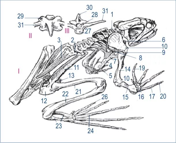 Скелет лягушки позвоночник. Строение скелета лягушки биология. Скелет лягушки 8 класс биология. Кости скелета лягушки кости позвоночника. Скелет лягушки сбоку.