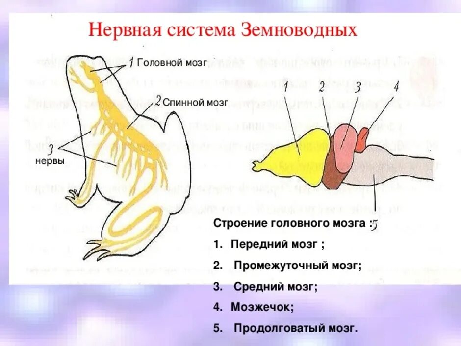 Система органов земноводных 7 класс. Строение нервной системы лягушки 7 класс. Нервная система лягушки 7 класс биология. Эндокринная система земноводных. Нервная система земноводных трубчатая.