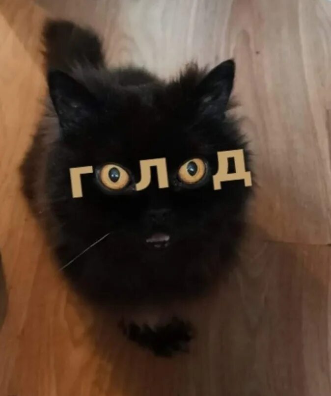 Кот голод