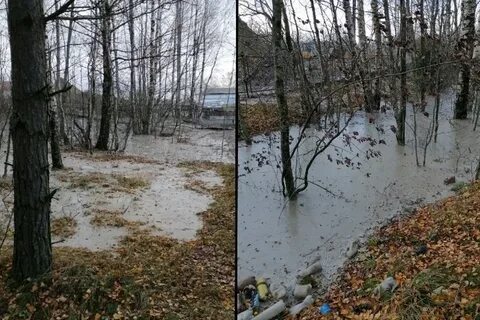 Залитый лес