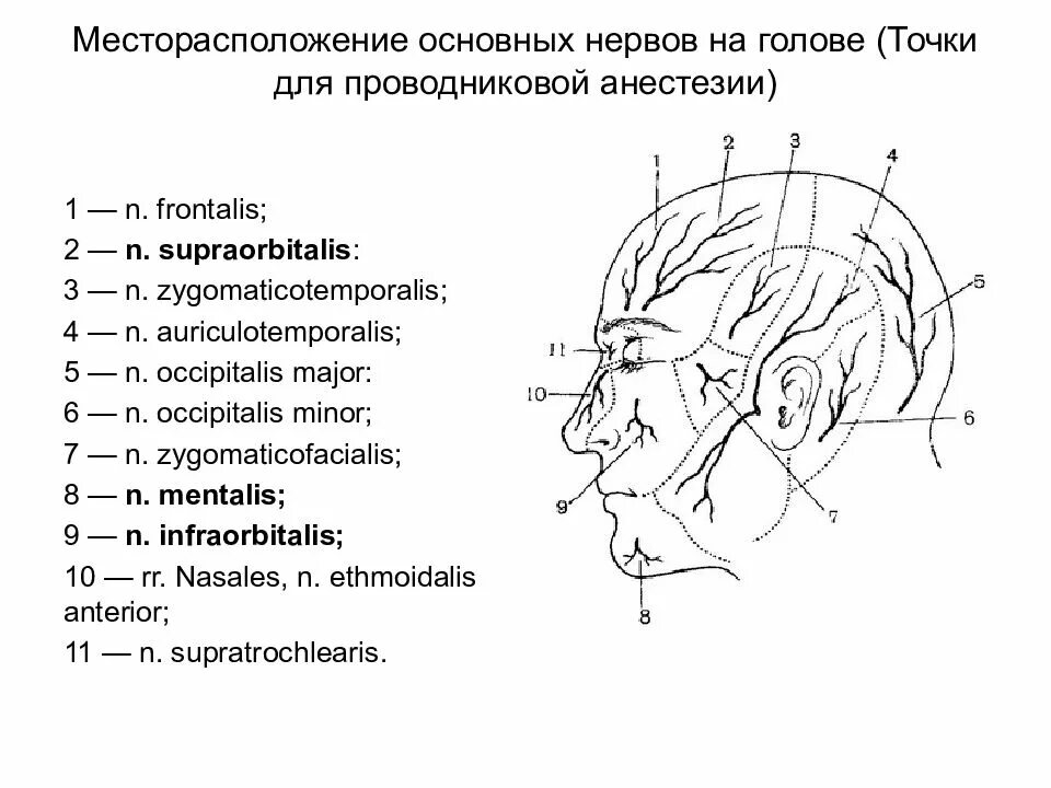 Внешние ориентиры мозгового отдела головы топографическая анатомия. Топография мозгового отдела головы топографическая анатомия. Височная область головы топография. Иннервация мозгового отдела головы. Отдел затылок