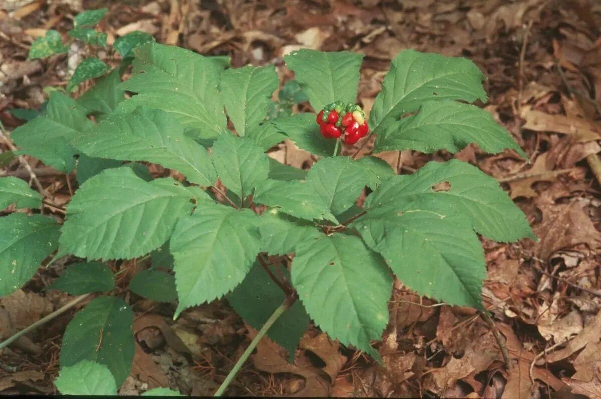 Женьшень как выглядит где растет. Panax ginseng женьшень. женьшень настоящий (panax ginseng). уссурийский женьшень. женьшень кедровая падь.