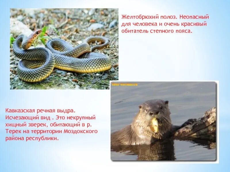 Желтобрюхий полоз краснодарский край. Полоз змея желтобрюхий. Желтобрюхий полоз крымский. Желтобрюхий полоз крымский. Желтобрюхий полоз фото и описание.