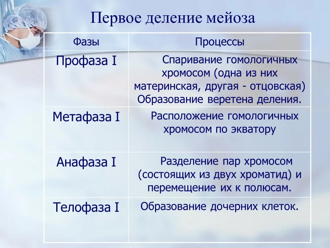 Фазы мейоза 1 деление 2 деление. Фазы 1 деления мейоза. Мейоз первое деление второе деление таблица. Деление мейоза профаза 1 деление. Процесс мейоза лежит в основе