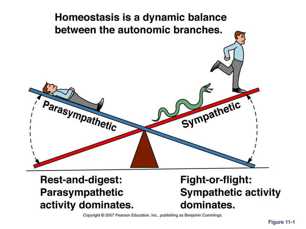 Гомеостаз и стресс. Аллостаз и гомеостаз. Rest Digest. Реакция замри во время стресса.